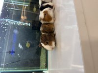 GİNEPİG YAVRULARI CİTYPETSHOP