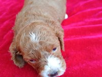 Maltipoo yavrular