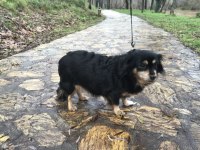 Köpeğimiz şeker hanıma acil sıcak bir yuva arıyoruz