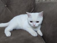 6 aylık erkek british shorthair kedimiz