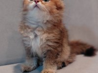 SAFKAN BRITISH GOLDEN ERKEK YAVRU