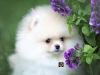Pomeranian boo yavrumuz