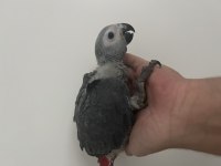 El Besleme Yavru Jako Papağanı
