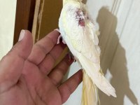 45 GÜNLÜK LUTİNO BEBEK SULTAN PAPAĞANI