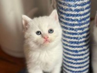 Üç tane british shorthair bebekler