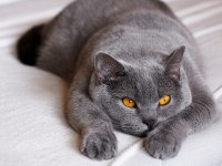 British shorthair 8 aylık