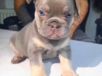 FLUFFY, ISABELLA TAŞIYICI EXOTIC FRENCH BULLDOG KIZLARIMIZ