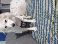 safkan samoyed