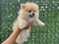 Sevimli Irk Pomeranian Boo