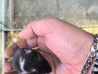 Yavru Yetişkin Suriye Hamsterlari Asla Isırmaz
