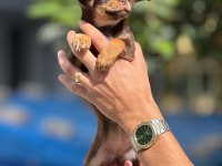 Chihuahua yavrularımız