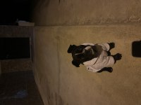 French bulldog 2 buçuk aylık 2 aşısı yapılmış