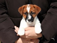 FCI-KIF Uluslararası Şecereli Jack Russell Yavrular (smooth)
