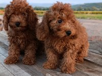 Toy poodle yavrularımız