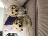 Cockapoo bebekler tüy dökmez çok uygun