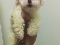 Maltipoo Erkek Kore Kan