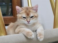 Kar beyazı british shorthair