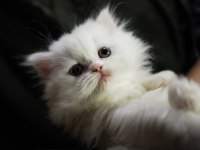 2 aylık exotic longhair 3 erkek ve 1 dişi