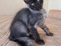 Maine coon erkek Ns WCF