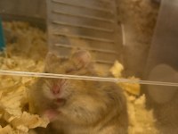 Ücretsiz güvenli bir yuva arıyoruz 1 aylık hamster