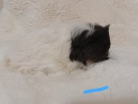 Guinea Pig Bebekler