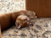 British shorthair golden shaded 2 aylık yavru dişi