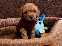 Minnacık toy boy poodle Kuzularım ev doğumlu
