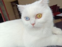 1.5 Yaşında Odd Eyes Beyaz Dişi Kedim