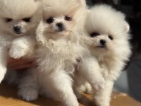 Çok özel tea cup pomeranian yavrularımız