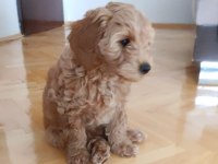 3 Aylık Güzel Kızımız Yeni Ailesini Bekliyor Toy Poodle