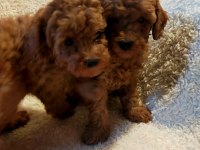 Safkan aşılı pasaportlu garantili toy poodle lar