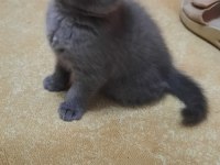 Birinci sınıf scottish fold yavrular