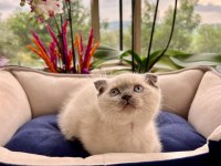 Oyuncu sağlıklı british longhair yavrularım teslime Hazır