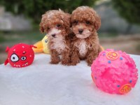 Maltipoo Yavrularımız