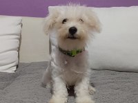 4 aylik terrier bebek uyguna verilecek