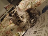 2 aylık maine coon yavru kediler