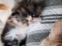 MİNİK CHİNCHİLLA KIZIMIZA YENİ YUVA
