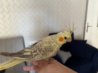 Evcil Konuşabilen Sultan Papağanı Yavruları