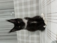 Maine coon yavrularımız yeni sahiplerini bekliyor