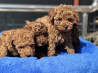 Ankaranın en seçkin redbrown kore toy poodle ları