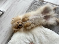 Pomeranian boykamıza güzel bir yuva