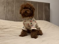 Kore poodle 5 aylık dişi
