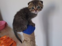 Scottish fold oğlum badem