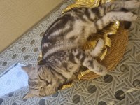 Yavru kedim scottish fold