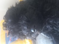 6 aylık dişi toy poodle
