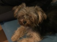 Yorkshire terrier bu kadar ufağı Türkiye de yok