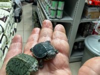 KIRMIZI YANAK TATLI SU KAPLUMBAĞALARI UFAK