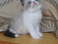 Exotic shorthair minnoşlar