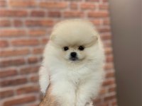 Üst Düzey Dişi Pomeranian Yavrular