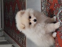 Dünya tatlısı 2,5 aylık pomerian boo